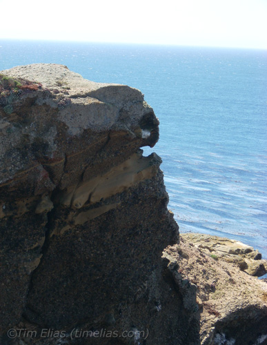 Cliff Face (Point Lobos, California)