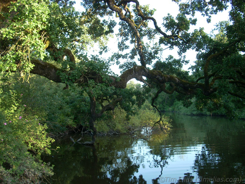 Oak leaning over water