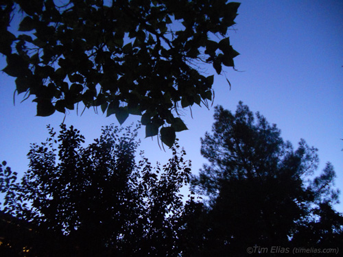 Trees in Twilight