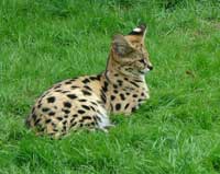 serval lying on the grass