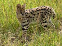 serval looking around