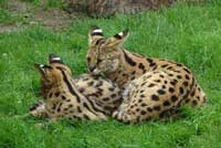 two servals lying on the grass