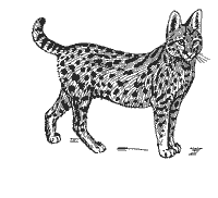 serval drawing