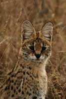 serval looking at you